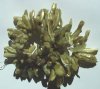 16 inch strand of Olivine Irregular Shell Sticks